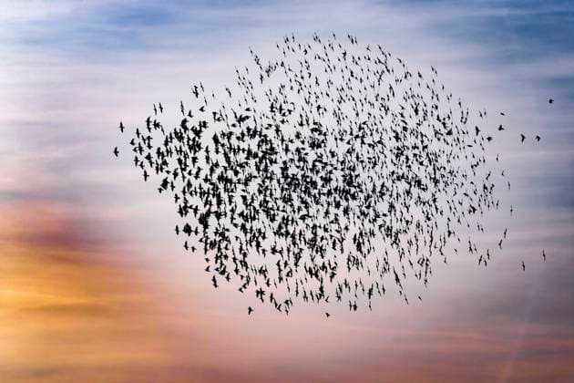 Star (Sturnus vulgaris), fliegender Vogelschwarm im Gegenlicht, Italien, Toskana common starling, European starling, starling (Sturnus vulgaris), flying flock in backlight, Italy, Tuscany BLWS708426 *** Star Sturnus vulgaris , flying Flock of birds at Backlight, Italy, Tuscany Common starling, European starling, Starling Sturnus vulgaris , Flying Flock in backlight, Italy, Tuscany BLWS708426 Copyright: xblickwinkel AGAMI D.xOcchiatox