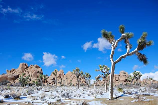 Creative Highlights World Vibrant snow-covered Joshua Trees with a rock formation backdrop Joshua Tree, California, United States R_XPKR240423F2-1412987-01