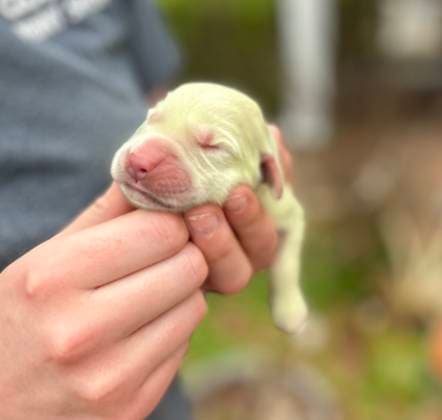 Entertainment Themen der Woche KW17 Golden retriever gives birth to super rare GREEN puppy named Shamrock Story from Jam Press (Green Puppy) Pictured: Shamrock shortly after she was born. Golden retriever gives birth to super rare GREEN puppy named Shamrock A golden retriever has given birth to a rare lime green puppy. The now six-week-old dog has been given the name Shamrock thanks to her ˜lucky™ shade of green. Likely caused by the bile in her mother™s womb, the colour dyed her coat. Her owners, Greg and Carole DeBruler, from Pensacola, Florida, said they tried to rub the colour off at first. They were left shocked when they realised Shamrock remained green. While it is not uncommon for light coloured pups to have some green on them when born, Sha  Copyright: xJamxPress goldentreasureskennel.com