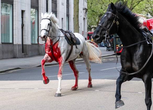 Bilder des Jahres 2024, News 04 April News Themen der Woche KW17 . 24 04 2024. London, United Kingdom. Five escaped Household Cavalry horses run loose through Central London after throwing their riders.  xi-Imagesx IIM-25154-0019
