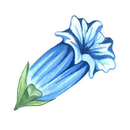Alpine mountain flowers - Gentian flower. Watercolor hand drawn illustration Alpine mountain flowers - Gentian flower. Watercolor hand drawn illustration. Copyright: xZoonar.com LiubovxPonomarchukx 21375380
