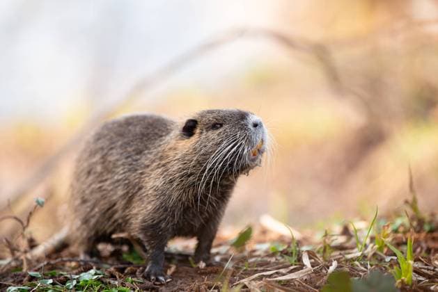 Nutria, coypu herbivorous, semiaquatic rodent member of the family Myocastoridae on the riverbed, baby animals, habintant wetlands, river rat Nutria, coypu herbivorous, semiaquatic rodent member of the family Myocastoridae on the riverbed, baby animals, habintant wetlands, river rat Copyright: xZoonar.com BeritxKesslerx 21376670
