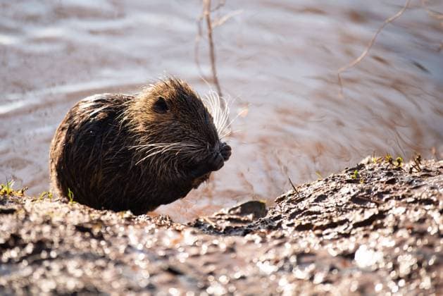 Nutria, coypu herbivorous, semiaquatic rodent member of the family Myocastoridae on the riverbed, baby animals, habintant wetlands, river rat Nutria, coypu herbivorous, semiaquatic rodent member of the family Myocastoridae on the riverbed, baby animals, habintant wetlands, river rat Copyright: xZoonar.com BeritxKesslerx 21396812