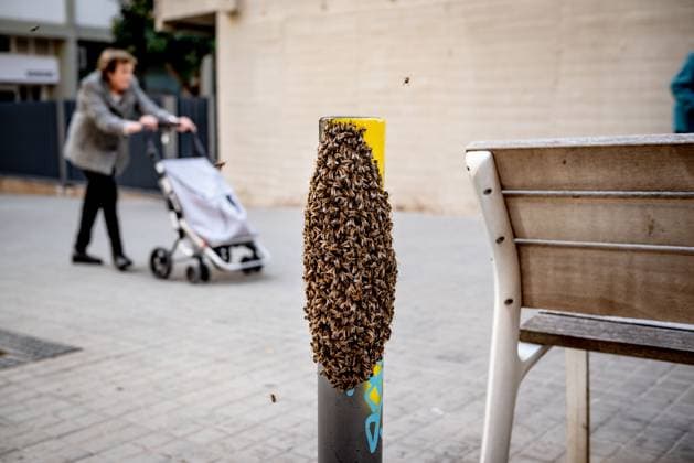News Themen der Woche KW17 News Bilder des Tages April 26, 2024, Barcelona, Spain: A bee swarm partially covers a bollard in the streets of Barcelona. Barcelona Spain - ZUMAb137 20240426_fap_b137_001 Copyright: xJordixBoixareux