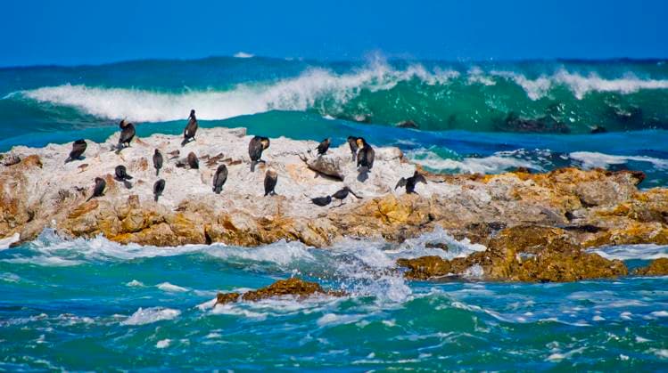 Creative Highlights World Cape Cormorant, Walker Bay Nature Reserve Cape Cormorant, Phalacrocorax capensis, Walker Bay Nature Reserve, Gansbaai, Western Cape, South Africa, Africa Copyright: xZoonar.com AlxCarrerax 21414228