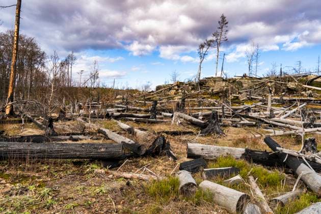 Wildnis entsteht nach dem Waldbrand im Nationalpark Sächsische Schweiz 3 Wildnis entsteht nach dem Waldbrand im Nationalpark Sächsische Schweiz 3 Copyright: xZoonar.com HolgerxW.xSpiekerx 21443316