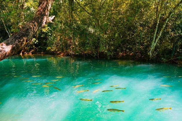 March 21, 2024, Brazil. Rio Formoso, in the city of Bonito, in Mato Grosso do Sul. Bonito is one of the main ecotourism destinations in Brazil. Its main attractions are the natural landscapes, diving in rivers with clear waters, waterfalls, caves, caves, March 21, 2024, Brazil. Rio Formoso, in the city of Bonito, in Mato Grosso do Sul. Bonito is one of the main ecotourism destinations in Brazil. Its main attractions are the natural landscapes, diving in rivers with clear waters, waterfalls, caves, caves, sinkholes and spas Copyright: xZoonar.com rafapressx 21461636