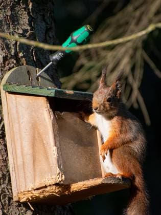 rotes Eichhörnchen an einer Futterstation ein rotes Eichhörnchen sitzt bei einer Futterstation Copyright: xZoonar.com Eva-MariaxPollichx 21464220
