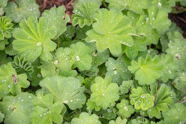 Water droplets on foliage of Alchemilla mollis, the garden lady s-mantle aka lady s-mantle. leaves, vrouwenmantel