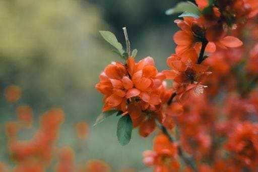 A close-up of red Chaenomeles flowers in a field 24366495 RECORD DATE NOT STATED