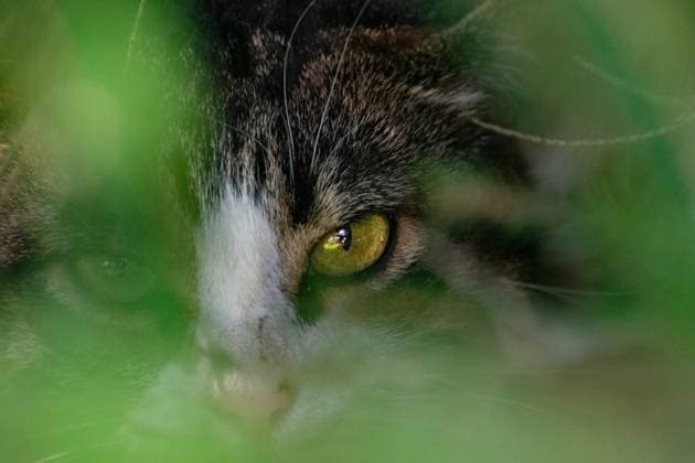 Augenkontakt mit einer Katze halbverborgene Katze, direkter Blickkontakt Copyright: xZoonar.com Eva-MariaxPollichx 21507705