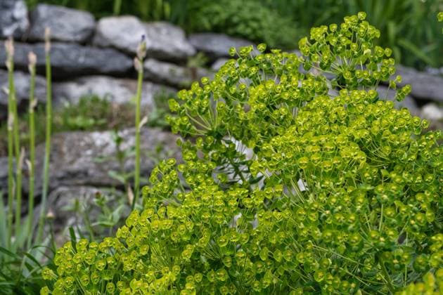 Wolfsmilch blüht vor einer Natursteinmauer *** Spurge blooms in front of a natural stone wall