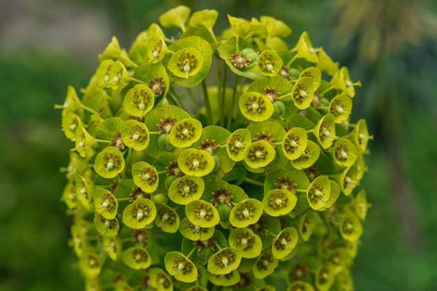 Wolfsmilch *** Spurge