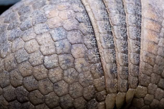 AMSTERDAM ZOO ARTIS ANIMAL Southern three banded armadillo Tolypeutes matacus , also known as La Plata three banded armadillo or Azara s domed armadillo, at Artis zoo in Amsterdam, Holland, 22 September 2022 Tatou a trois bandes du Sud Tolypeutes matacus , aussi appele Quirquincho Bola ou Mataco, au parc Artis zoo a Amsterdam en Hollande aux Pays Bas le 22 septembre 2022 Amsterdam ARTIS zoological park The Netherlands 
