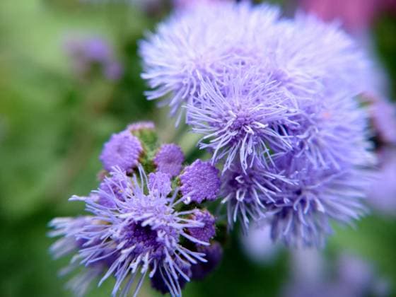 A large group of blue flowers of the Ageratum houstonianum plant A large group of blue flowers of the Ageratum houstonianum plant, commonly known as the loss flower, blue mink, blue weed textured floral background Copyright: x RECORD DATE NOT STATED