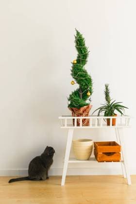 Indoor cypress or thuja in pot is decorating balls like Christmas tree and cat sits near it. Alternative trees for christmas . Indoor cypress or thuja in pot is decorating balls like Christmas tree and cat having fun near. Alternative trees for christmas . Copy space and space for advertising Copyright: x