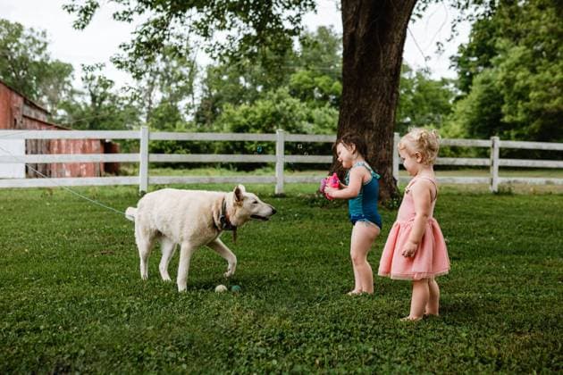 IMAGO Creative: Sommer, Sommertage im Garten Two toddlers play with a dog on a sunny grassy backyard McClure, Illinois, United States CR_WEKW240429FA-1417730-01 ,model released, Symbolfoto