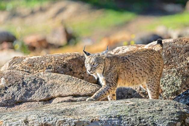Creative Highlights World Iberischer Luchs, Pardel-Luchs, Pardelluchs (Lynx pardinus), laeuft ueber Felsen in einer Dehesa, Spanien, Andalusien, Sierra de Andujar Nationalpark Iberian lynx (Lynx pardinus), runs over rocks in a dehesa, Spain, Andalusia, Sierra de Andujar National Park BLWS708944 *** Iberian Lynx, leopard Lynx, Iberian lynx Lynx pardinus , runs Via Rocks in a Dehesa, Spain, Andalusia, Sierra de Andujar National Park Iberian Lynx Lynx pardinus , runs Over Rocks in a dehesa, Spain, Andalusia, Sierra de Andujar National Park BLWS708944 Copyright: xblickwinkel M.xWoikex