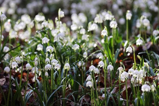 Leucojum vernum, called the spring snowflake Swabian Alps Germany Leucojum vernum, called the spring snowflake Swabian Alps Germany Copyright: xZoonar.com FrankxFichtmuellerx 21511218