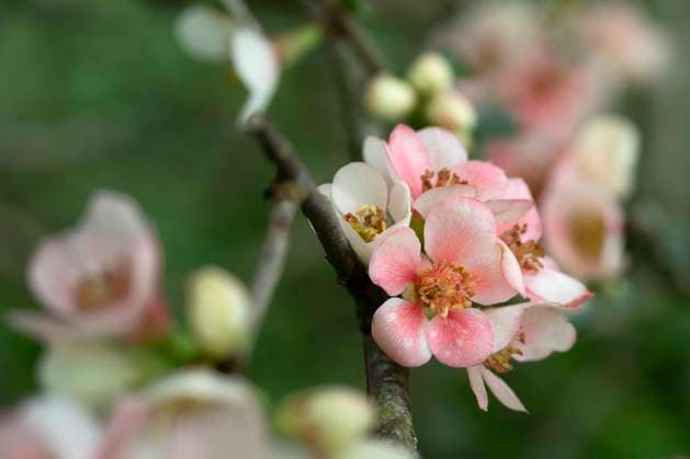 Blüten der Zierquitte (Chaenomeles) im Garten Blüten der Zierquitte (Chaenomeles) im Garten Copyright: xZoonar.com HaraldxBiebelx 21511959