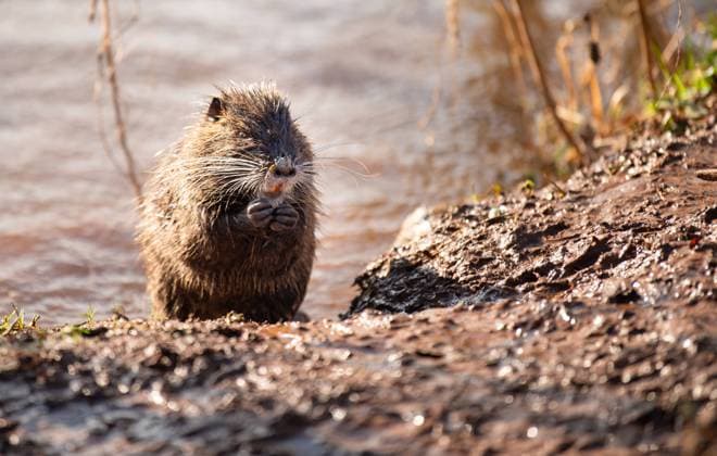 Nutria, coypu herbivorous, semiaquatic rodent member of the family Myocastoridae on the riverbed, baby animals, habintant wetlands, river rat Nutria, coypu herbivorous, semiaquatic rodent member of the family Myocastoridae on the riverbed, baby animals, habintant wetlands, river rat Copyright: xZoonar.com BeritxKesslerx 21514407