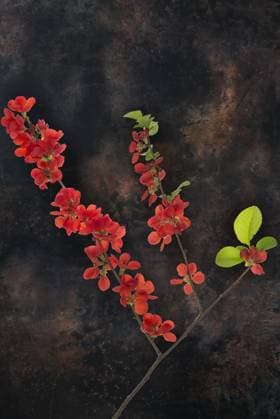  Flowering Japanese quince branch (Chaenomeles japonica) on a dark background, Bavaria, Germany, Europe *** flowering Japanese Quince Branch Chaenomeles japonica ON a Dark background, Bavaria, Germany, Europe Copyright: imageBROKER/HelmutxMeyerxzurxCap ibxmzc10516197.jpg