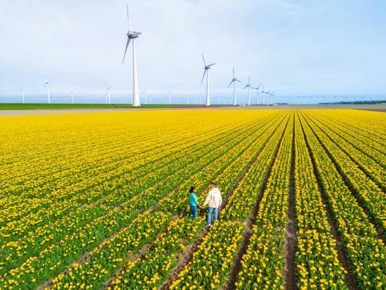 Men and women in flower fields seen from above with a drone in the Netherlands, Tulip fields Spring Men and women in flower fields seen from above with a drone in the Netherlands, Tulip fields in the Netherlands during Spring, diverse couple in spring flower field ,model released, Symbolfoto Copyright: xZoonar.com FokkexBaarssenx 21549370 ,model released, Symbolfoto ,property released