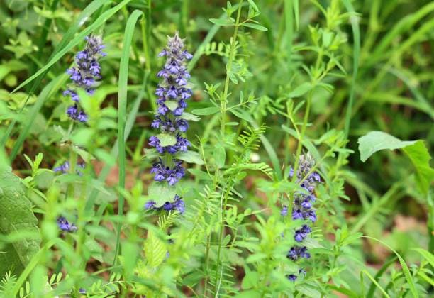 Natur 04.05.2024, Wangen, Nebra, lila blaue Blueten Kriechender Guensel (Ajuga reptans) *** Nature 04 05 2024, cheeks, Nebra, purple blue flowers Creeping Guensel Ajuga reptans