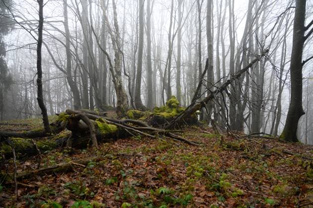 Bieszczady National Park in South-Eastern Poland. Beech trees are pictured in the forest of the Bieszczady National Park in the Lutowiska administrative district of the Bieszczady county, Poland, on April 25, 2024. Bieszczady National Park is the third-largest national park in Poland, located in the Subcarpathian Voivodeship in the south-eastern corner of the country. In 2021, the national park became a UNESCO World Heritage Site (as an extension to the Ancient and Primeval Beech Forests of the Carpathians and Other Regions of Europe). Ustrzyki Gorne Lutowiska Poland Copyright: xAleksanderxKalkax