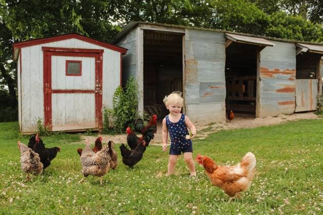 Creative Highlights Symbolbilder Joyful toddler plays with chickens on a rustic farm Oak Ridge, Missouri, United States CR_WEKW240501-1419624-01 ,model released, Symbolfoto