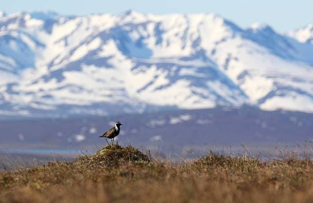 Creative Highlights World Amerikanischer Goldregenpfeifer (Pluvialis dominica), sitzt in der Tundra, USA, Alaska American golden plover (Pluvialis dominica), adult in tundra, wide Alaskan landscape in the back., USA, Alaska BLWS709290 *** American Golden plover pluvialis Dominica , sits in the Tundra, USA, Alaska American Golden Plover pluvialis Dominica , Adult in tundra, Wide Alaskan Landscape in The Back , USA, Alaska BLWS709290 Copyright: xblickwinkel AGAMI D.xLopezxVelascox