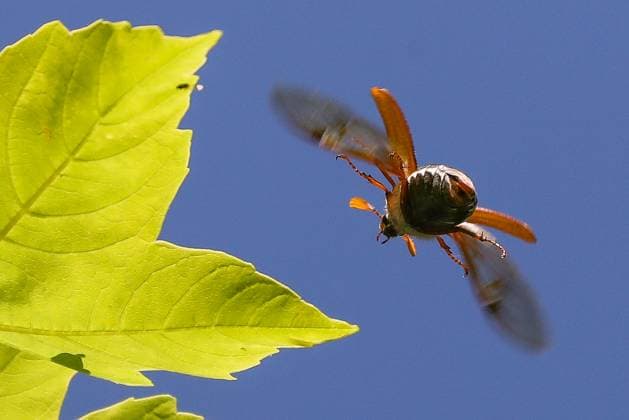 Insekten, Maikäfer sind eine Gattung von Käfern in der Familie der Blatthornkäfer. Der am weitesten verbreitete Maikäfer Mitteleuropas ist der Feldmaikäfer. Maikäfer im Flug, *** Insects, cockchafers are a genus of beetles in the family of leaf-horned beetles The most widespread cockchafer in Central Europe is the field cockchafer cockchafer in flight,