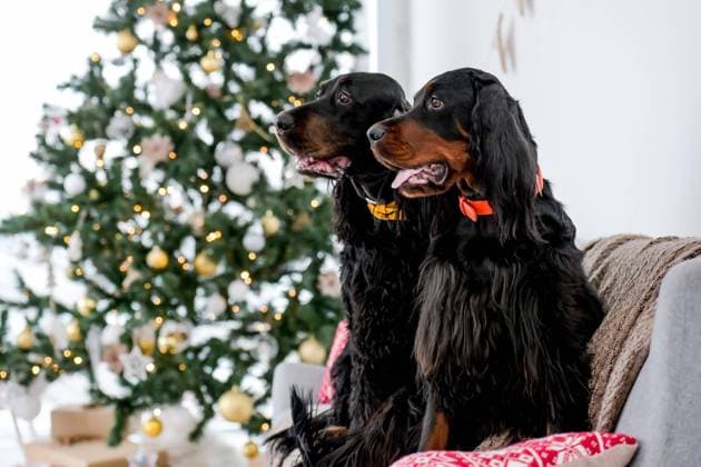 Setter dogs in Christmas time Two setter dogs in Christmas time sitting on sofa with festives tree and lights on background in New Year time at home. Doggy pets in Xmas holidays together Copyright: x RECORD DATE NOT STATED