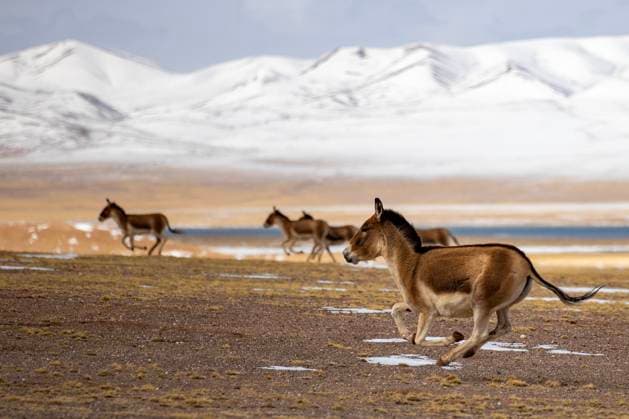 Creative Highlights World (240513) -- NAGQU, May 13, 2024 -- This photo taken on May 9, 2024 shows Tibetan wild donkeys at the Changtang National Nature Reserve in Nyima County of Nagqu City, southwest China s Xizang Autonomous Region. Dubbed the paradise of wild animals, Changtang National Nature Reserve is home to over 30 kinds of wild animals listed on China s national-level protection catalogue, including Tibetan antelopes and wild yaks. ) (InXizang) CHINA-XIZANG-CHANGTANG NATIONAL NATURE RESERVE-WILDLIFE (CN) JiangxFan 