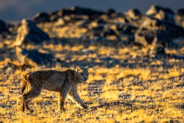 Creative Highlights World (240513) -- NAGQU, May 13, 2024 -- This photo taken on May 12, 2024 shows a lynx at the Changtang National Nature Reserve in Nyima County of Nagqu City, southwest China s Xizang Autonomous Region. Dubbed the paradise of wild animals, Changtang National Nature Reserve is home to over 30 kinds of wild animals listed on China s national-level protection catalogue, including Tibetan antelopes and wild yaks. ) (InXizang) CHINA-XIZANG-CHANGTANG NATIONAL NATURE RESERVE-WILDLIFE (CN) JiangxFan 