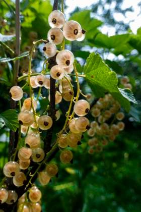 Ripe white currants in the garden. Brush of white currant berries and green leaves. White currant Ribes rubrum White grape Close up. Macro. High quality photo Copyright: x RECORD DATE NOT STATED