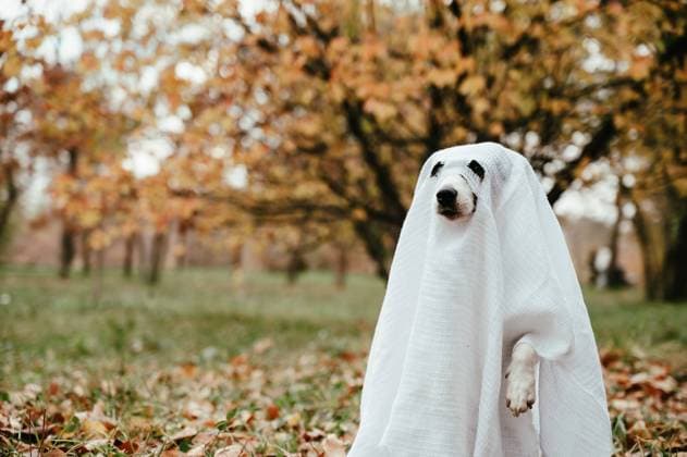 Jack Russell Terrier dog in a ghost costume in the autumn forest. Jack Russell Terrier dog in a ghost costume in the autumn forest Copyright: x RECORD DATE NOT STATED