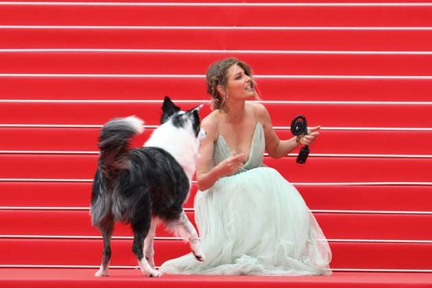 May 14, 2024, Cannes, Cote D azur, France: Dogtrainer LAURA MARTIN CONTINI and MESSI THE DOG known for his role as Snoop in the 2023 film Anatomy of a Fall attend the Opening Ceremony & The Second Act screening at the 77th Annual Cannes Film Festival at Palais des Festivals in Cannes, France Cannes France - ZUMAc179 20240514_zep_c179_194 Copyright: xMickaelxChavetx