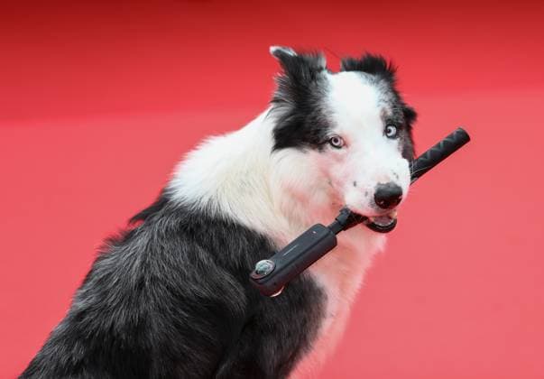 May 14, 2024, Cannes, Cote D azur, France: MESSI THE DOG known for his role as Snoop in the 2023 film Anatomy of a Fall attend the Opening Ceremony & The Second Act screening at the 77th Annual Cannes Film Festival at Palais des Festivals in Cannes, France Cannes France - ZUMAc179 20240514_zep_c179_196 Copyright: xMickaelxChavetx