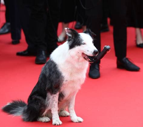 May 14, 2024, Cannes, Cote D azur, France: MESSI THE DOG known for his role as Snoop in the 2023 film Anatomy of a Fall attend the Opening Ceremony & The Second Act screening at the 77th Annual Cannes Film Festival at Palais des Festivals in Cannes, France Cannes France - ZUMAc179 20240514_zep_c179_198 Copyright: xMickaelxChavetx
