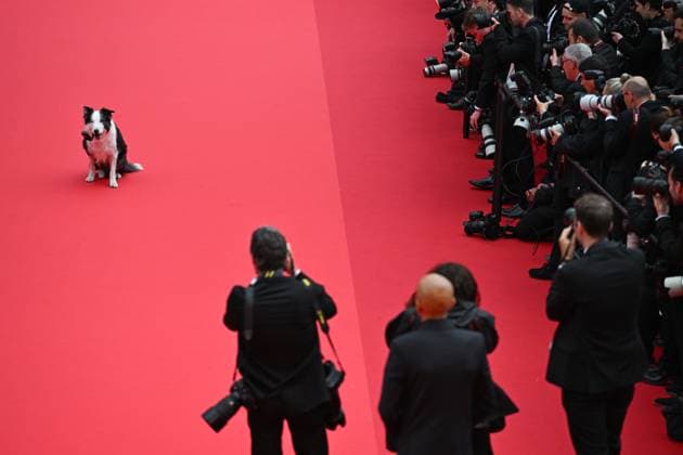77eme Festival International du Film de Cannes Marches douverture Film Le second acte 77th International Cannes film Festival Opening Red Carpet Messi, le chien de Anatomie dune chute 304899 2024 05 14 France  Copyright: xSergexArnalx xStarfacex STAR_304899_015