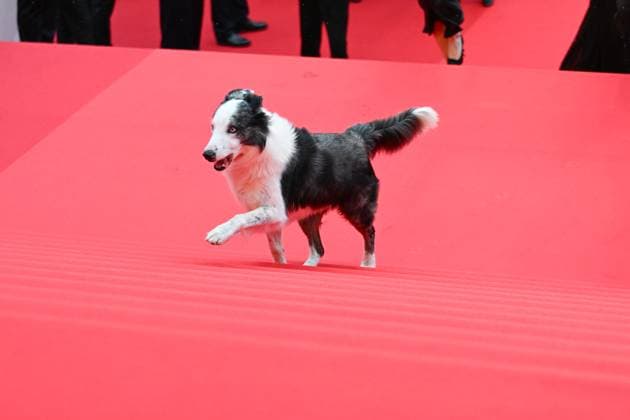 77eme Festival International du Film de Cannes Marches douverture Film Le second acte 77th International Cannes film Festival Opening Red Carpet Messi, le chien de Anatomie dune chute 304899 2024 05 14 France  Copyright: xSergexArnalx xStarfacex STAR_304899_017