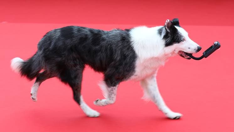 May 14, 2024, Cannes, Cote D azur, France: MESSI THE DOG attends the Opening Ceremony & The Second Act screening at the 77th Annual Cannes Film Festival at Palais des Festivals in Cannes, France Cannes France - ZUMAc179 20240514_zep_c179_228 Copyright: xMickaelxChavetx