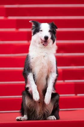 Cannes Le Deuxieme Acte Premiere Messi the Dog attending the Le Deuxieme Acte (The Second Act) Screening and opening ceremony red carpetas part of the 77th annual Cannes Film Festival at Palais des Festivals in Cannes, France on May 14, 2024. Photo by Aurore Marechal ABACAPRESS.COM Cannes France  Copyright: xMarechalxAurore ABACAx