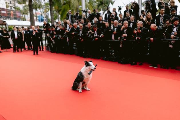 77eme Festival International du Film de Cannes Marches douverture Film Le second acte 77th International Cannes film Festival Opening Red Carpet Messi le chien d Anatomie dune chute 304900 2024 05 14 Alpes Maritimes Cannes France  Copyright: xTerencexBaelenx STAR_304900_003