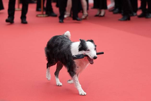 Cannes Opening Ceremony DB Messi the dog attends Le DeuxieÌÄme Acte ( The Second Act ) Screening & opening ceremony red carpet at the 77th annual Cannes Film Festival at Palais des Festivals on May 14, 2024 in Cannes, France. attend Le DeuxieÌÄme Acte ( The Second Act ) Screening & opening ceremony red carpet at the 77th annual Cannes Film Festival at Palais des Festivals on May 14, 2024 in Cannes, France. Photo by David Boyer ABACAPRESS.COM Cannes France  Copyright: xBoyerxDavid ABACAx