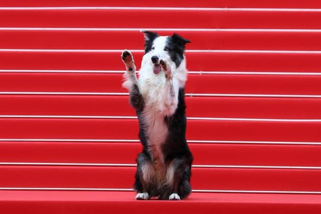 May 14, 2024, Cannes, Cote D azur, France: MESSI THE DOG known for his role as Snoop in the 2023 film Anatomy of a Fall attend the Opening Ceremony & The Second Act screening at the 77th Annual Cannes Film Festival at Palais des Festivals. Cannes France - ZUMAc179 20240514_zep_c179_193 Copyright: xMickaelxChavetx