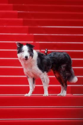 Festival de Cannes Premiere Le Deuxieme Acte Messi the dog at the opening of the 77 Cannes Film Festival at the Palais de Festival and the premiere Le Deuxieme Acte The Second Act on 14 05 2024 in Cannes Copyright: xEventpressxKochanx