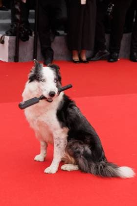 Festival de Cannes Premiere Le Deuxieme Acte Messi the dog at the opening of the 77 Cannes Film Festival at the Palais de Festival and the premiere Le Deuxieme Acte The Second Act on 14 05 2024 in Cannes Copyright: xEventpressxKochanx
