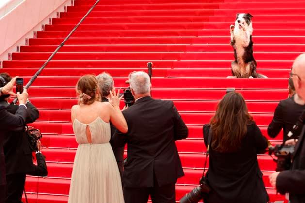May 14, 2024: Messi the dog attends the premiere of Le Deuxieme Acte ( The Second Act ) and opening ceremony of the 77th Cannes Film Festival at Palais des Festivals in Cannes, France, on 14 May 2024. Photo: - ZUMAm179 20240514_zep_m179_097 Copyright: xAlecxMichaelx